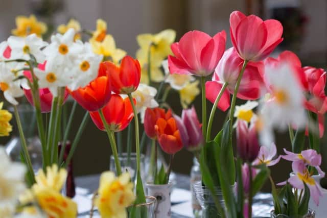 Westfield Horticultural Society Spring Show 2019 SUS-190423-101757001