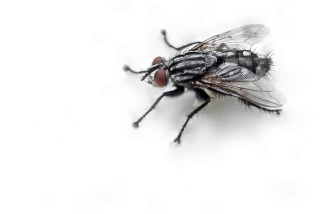 'Horrid black flies' are annoying residents