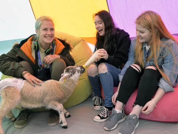 Students feeding an excitable lamb at East Sussex College's stress-busting day. Photo by Jon Rigby