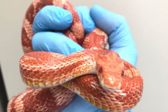 The snake was found abandoned in a home-made vivarium on the side of a road in Crawley