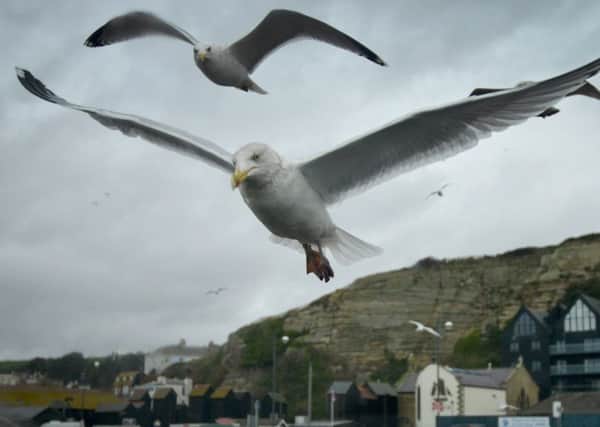 Seagulls in Hastings.
Hastings file photo SUS-181218-121318001