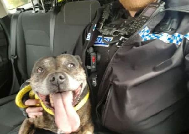 Police with the runaway dog. Photo by Horsham Police