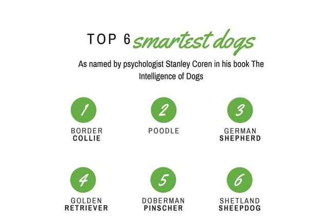 These six breeds have been named the smartest by Stanley Coren, but any dog would be able to learn from the three-minute games