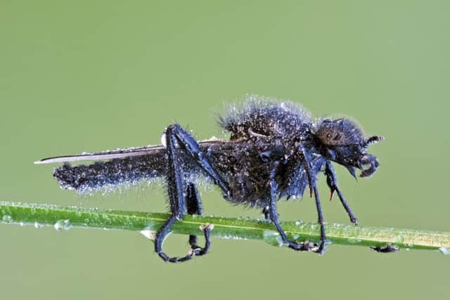 St Mark's fly. Photo: Buglife.org.uk SUS-190430-155243001