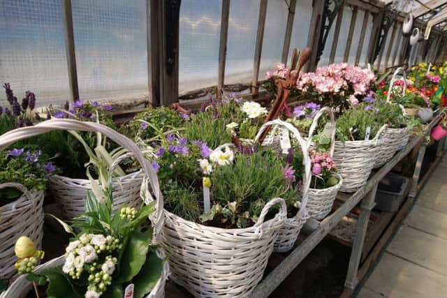 Baskets of plants have been stolen from the Alexandra Park Greenhouse