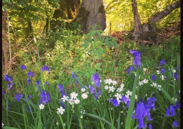 Karen Bailey went for a woodland walk in Hellingly and sent in this pretty photograph of the bluebells in full bloom. She took the picture with an iPhone. SUS-190105-153105001