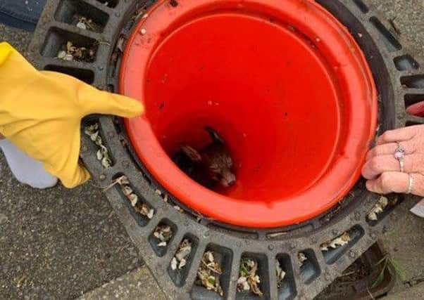 The fox cub had become trapped down an open manhole