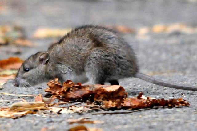 The council says it has had no reports of rats in the park for the past three months