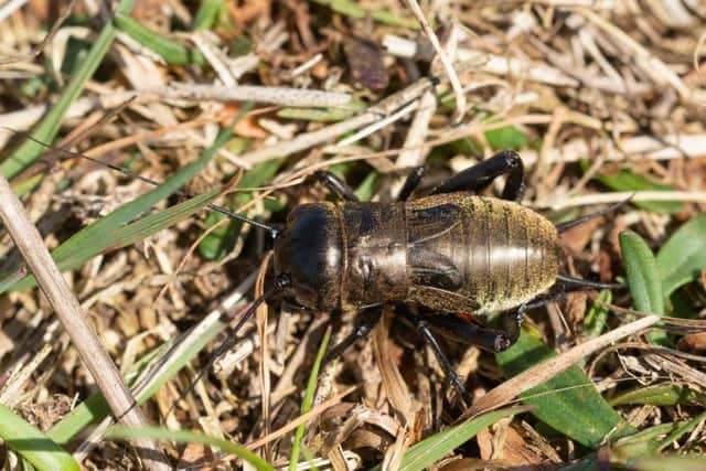 The field cricket. Picture: Gillian Pullinger