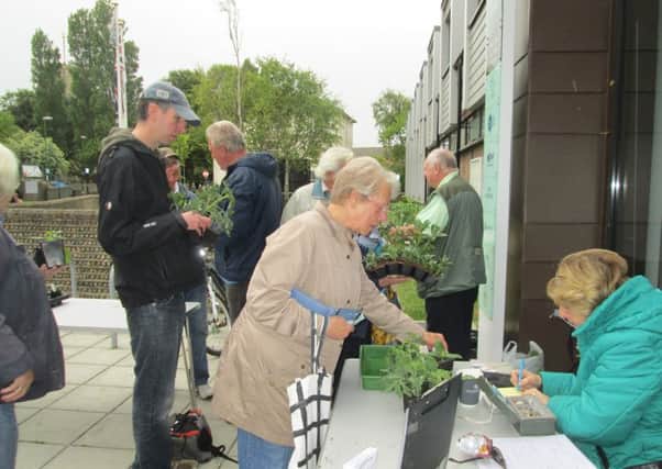 Snapping up bargains at last year's plant sale, organised by Shoreham Horticultural and Allotment Society. Picture: Barry Hillman