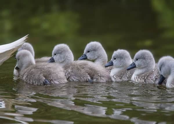 Fiona Ruth Etkin has been patiently watching the nesting swans in Hampden Park and was rewarded with this beautiful photograph of seven of eight of their newly-hatched cygnets. "Mum, you're photobombing our pic with your tail!" SUS-190905-094956001