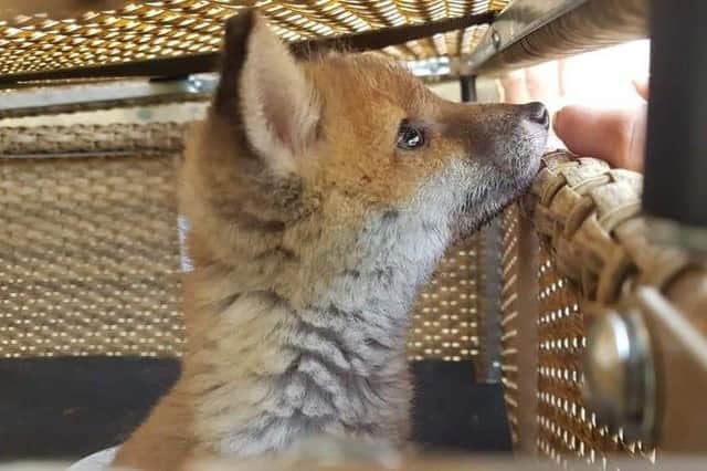 One of the rescued fox cubs