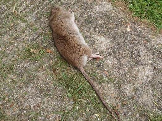 A two-foot long rat has been discovered in Worthing. Picture: Ash Hammond