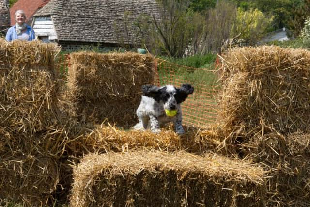 The scurry, where dogs jumped over hay bales, was great entertainment