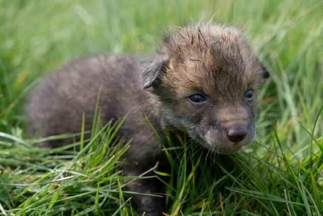 Little Tip the fox cub who was saved by Chris Rolfe
