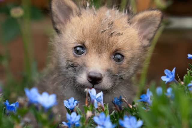 Ginger the fox cub