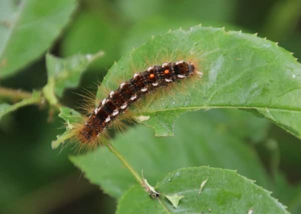 Poisonous Caterpillar SUS-190520-135113001