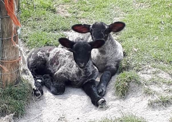 Another from Alison Cushing - twin lambs relax in the spring sunshine together at Folkington. SUS-190522-112430001