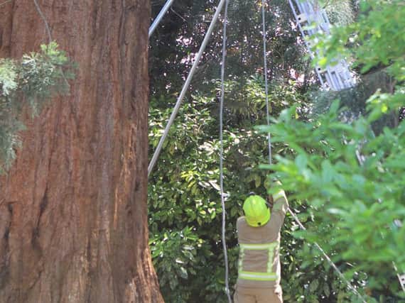 Fire crews worked to get the cat out of the tree