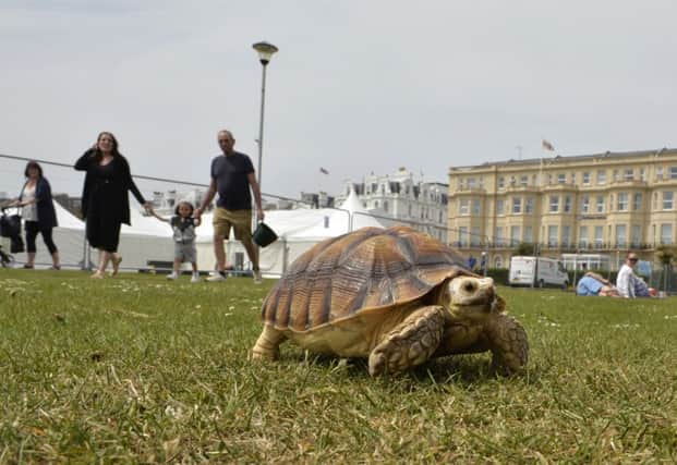 Bernard a young African Sulcata Tortoise  enjoys a stroll in the sunshine on the Western Lawns on Eastbourne seafront (Photo by Jon Rigby)