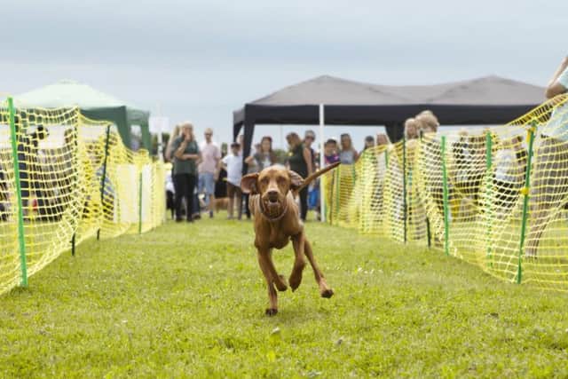 Dogs Trust Shoreham is holding its annual fun day on Sunday, May 26