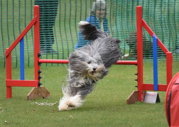 Bexhill Horse and Dog Show 2019.
Jumping Jacks Agility. SUS-190527-125057001