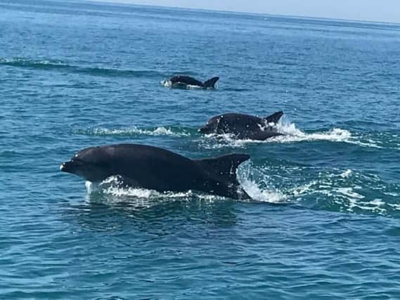 The dolphins were sighted this weekend off the coast of Shoreham. Picture: Lauren Willis