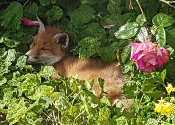 This 14 week old fox cub curled up and sleeping in a neighbours garden was taken by Derek A Briggs, using a Samsung S7 phone. SUS-190613-095326001