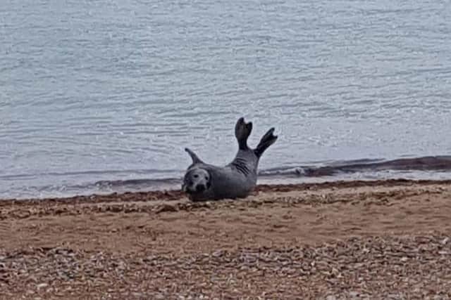The grey seal was photographed on Worthing beach. Picture: Michelle Payne