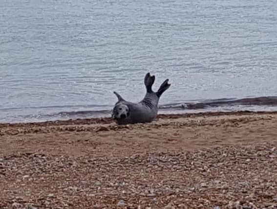 The grey seal was photographed on Worthing beach. Picture: Michelle Payne