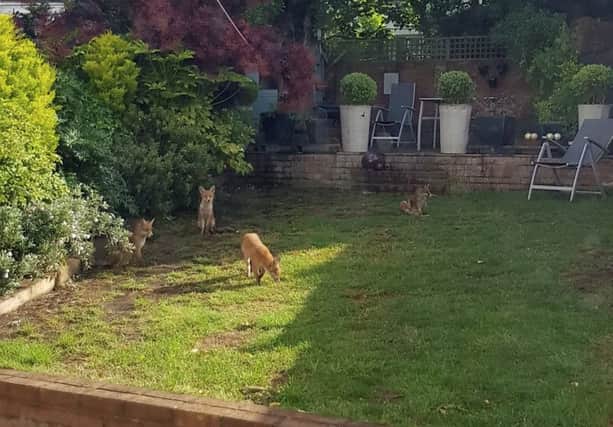 Some of the fox cubs in Michelle Foxs garden. Picture: Michelle Fox/SWNS.COM