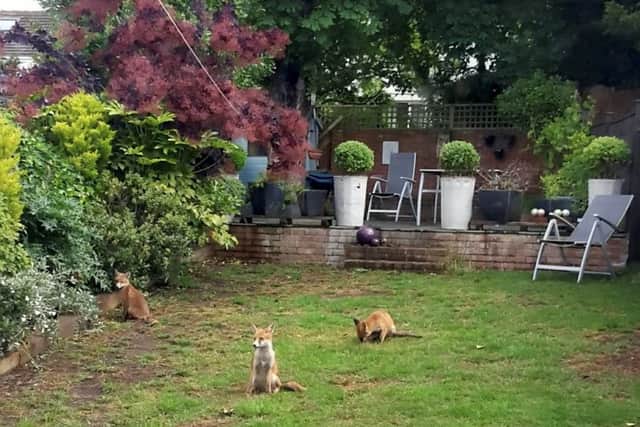 Some of the fox cubs in Michelle's garden. Picture: Michelle Fox/SWNS.COM