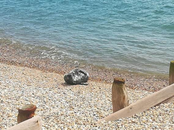 The seal resting on Selsey beach