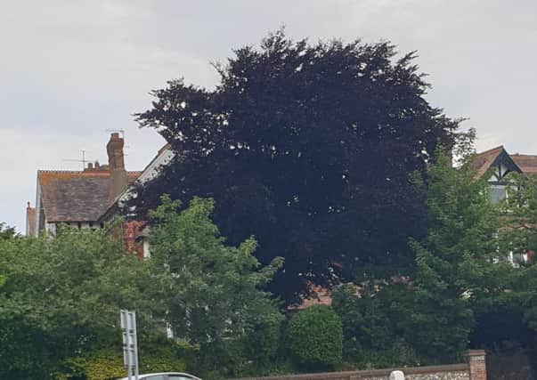 The purple beech tree in Upper Avenue, Eastbourne