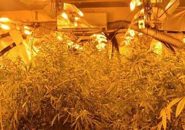 A sophisticated commercial-scale cannabis set-up was found in South Way, Newhaven.