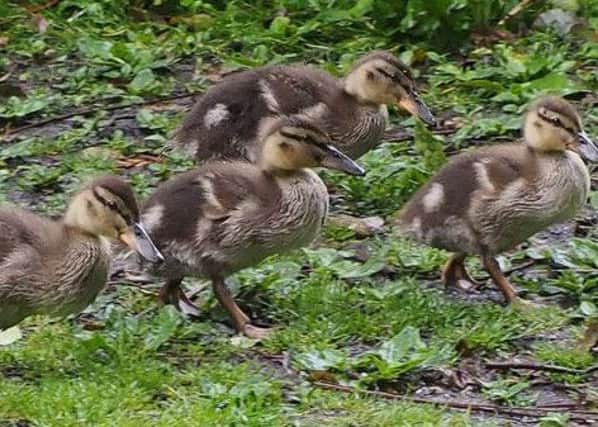 A raft of ducklings on the march in Hampden Park. This charming photograph was taken by Derek A Briggs on an Olympus mirrorless camera. SUS-190626-110906001