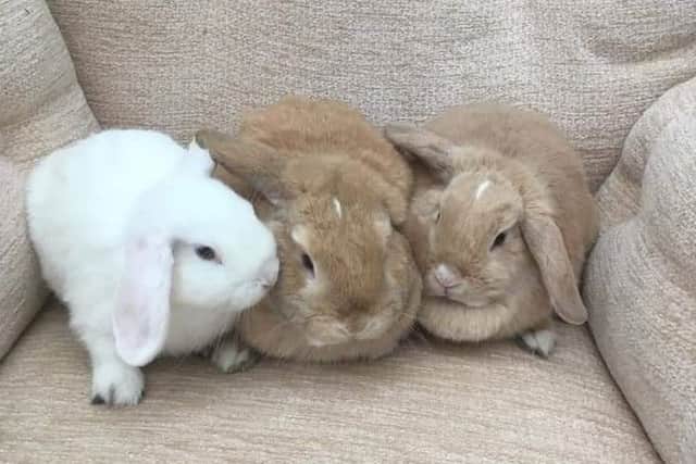 The three bunnies were found loose in a recreation ground