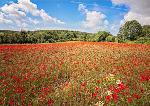 The brilliant poppy field in Houghton