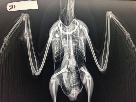 The gull was shot in its wing. Photo courtesy of the RSPCA. SUS-190627-104821001