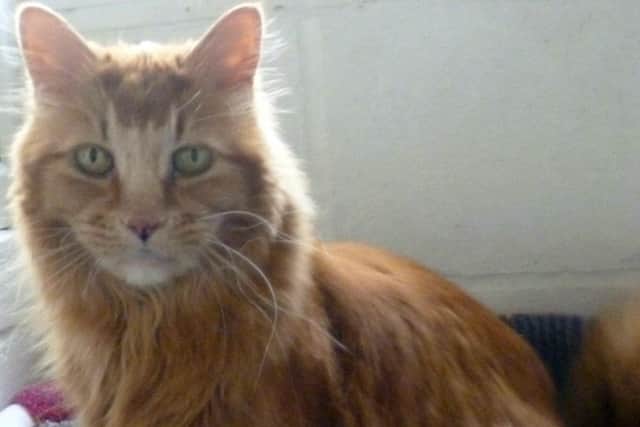 Sonnie is up for adoption through Worthing Cat Welfare Trust