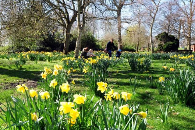 Daffodils blooming in Hotham Park.ks170161-4