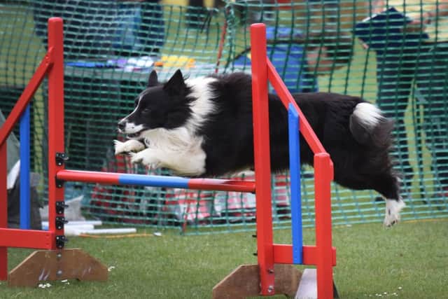 Watch a dog agility demonstration and put your own four-legged friend to the test at this new event for Angmering