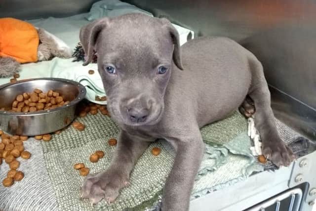Puppy Mia who was found in July 2018 during one of the hottest weeks on record, said the RSPCA