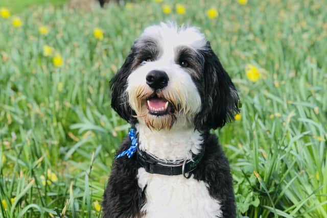 Sheepadoodle Mowgli is a 'cuddly, loving, loyal pickle of a dog', according to owner Victoria Paine