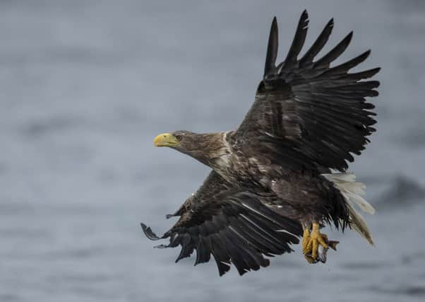 A White Tailed Sea Eagle comes in to catch a fish thrown overboard from a wildlife viewing boat on June 9, 2019 on the Isle of Mull, Scotland. (Photo by Dan Kitwood/Getty Images) SUS-191107-141108001