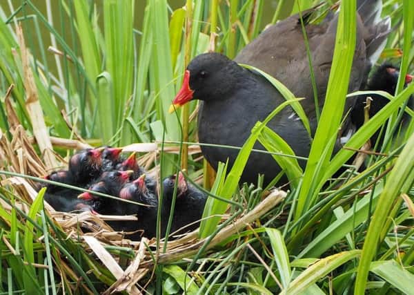 Several clutches of moorhen chicks have been raising lots of interest in Hampden Park, according to Derek A Briggs, who snapped this nest here. "This nest with eight youngsters received lots of smiles," he said. The photograph was taken with Olympus mirrorless cameras. SUS-191107-095601001