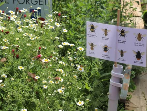 Pollinator-friendly plants