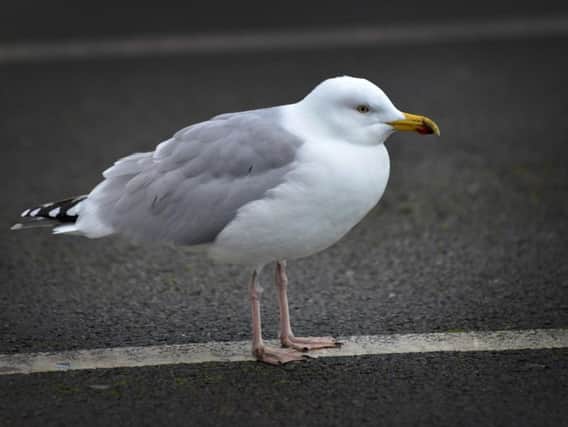 A large numbers of seagulls frequent the area