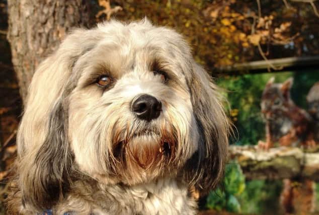 A Tibetan terrier - one of this long-haired breed was trapped in a hot car in Storrington SUS-190716-153006001