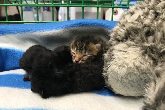 The kittens at the vets. Photo: Charlotte Wilkinson